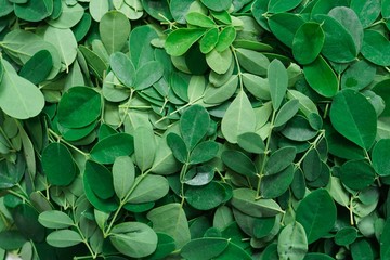 Fresh Moringa leaves background/ Superfood Muringa, selective focus