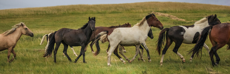 Obraz na płótnie Canvas Wild horses run from left to right in the grasslands of Inner Mongolia China