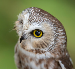 Saw Whet Owl