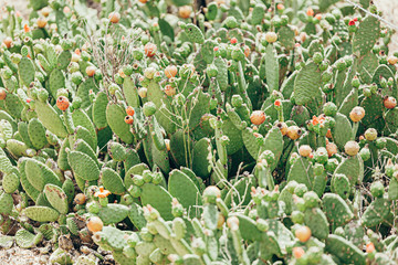 Forage cactus known as 