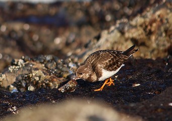 birds on the rock