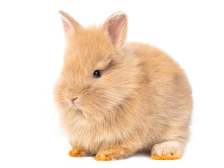 Obraz premium Adorable baby red-brown rabbits isolated on white background. Lovely baby rabbit sitting.