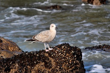 seagull on the beach