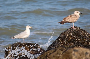 seagull on the beach