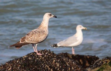 seagull on the beach