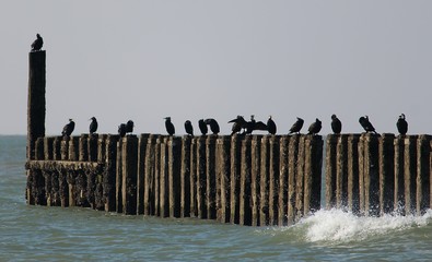fence on the beach
