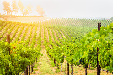 Fototapeta na wymiar Beautiful Wine Grape Vineyard In The Morning Sun