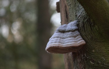 mushroom on a trea