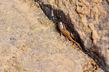 Tiny Brown Lizard 01