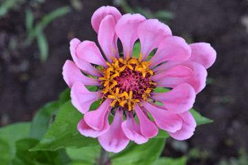 Pink Zinnia Two Bud 15