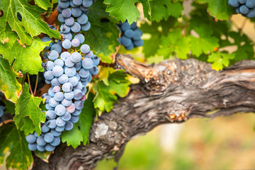 Lush Wine Grapes Clusters Hanging On The Vine - obrazy, fototapety, plakaty