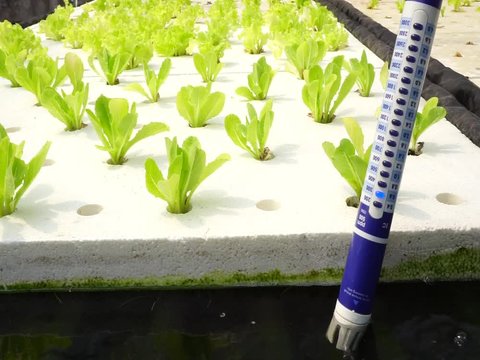 Fertilizes A,B of vegetables hydroponic Mix water in cup measure water at Hydroponic garden farm.