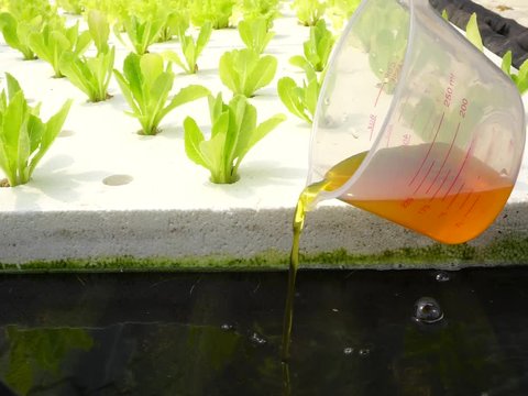 Fertilizes A,B of vegetables hydroponic Mix water in cup measure water at Hydroponic garden farm.