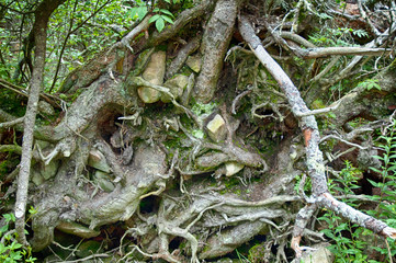 Tree Rot