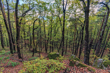 Scenic golden autumn mixwd forest landscape. Afips valley at Plancheskiye Rocks, Seversky district, Krasnodar region, West Caucasus, Russia.