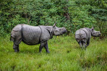 Fototapeta premium Mother and baby rhinoceros stand in tall grass