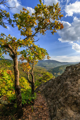 Oak trees on brink of Plancheskiye Rocks at sunset. Scenic sunny blue sky golden autumn vertical landscape of Caucasus Mountain forest at Seversky district, Krasnodar region, West Caucasus, Russia.