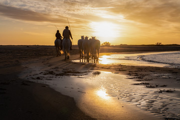 Horses in Camargue