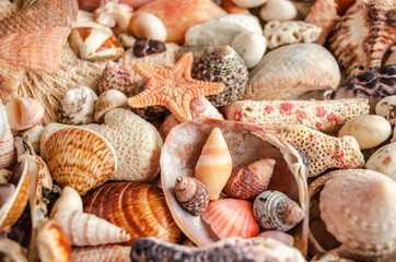Many bright tropical shell and starfish background texture