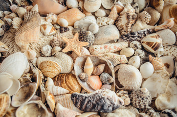 Many bright tropical shell and starfish background texture