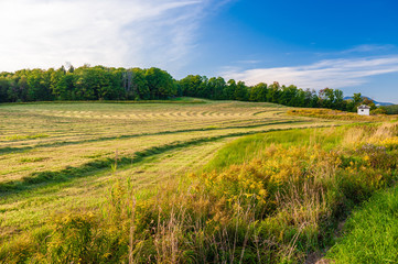 Pattern of cut hay on a warm late summer afternoon.