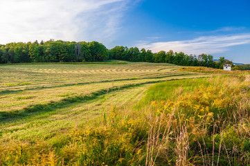 Obraz premium Pattern of cut hay on a warm late summer afternoon.