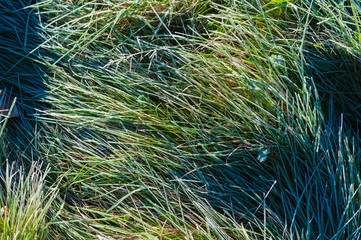 Green grass blades covered in frost.