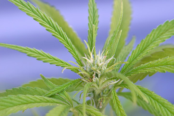 Heavy Ooey Gooey Tiny Cannabis Bud 02