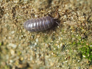 オカダンゴムシ