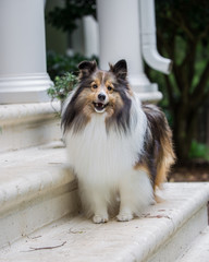 Sheltie Bubbles