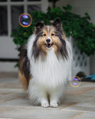 Sheltie Bubbles