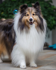 Sheltie Bubbles