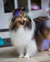 Sheltie Bubbles