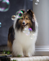 Sheltie Bubbles