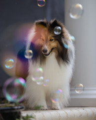 Sheltie Bubbles