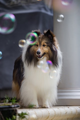 Sheltie Bubbles