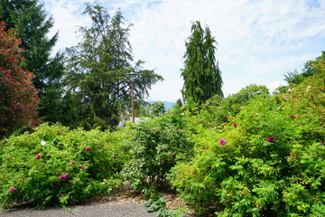 Fototapeta na wymiar Beautiful Vancouver Stanley park 