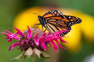 Fototapeta na wymiar Monarch butterfly on monarda flower