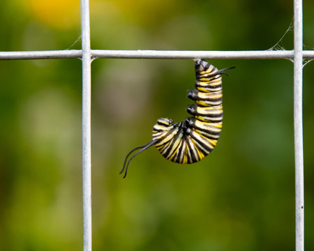 Monarch butterfly caterpillar on fence