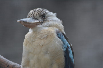 Vogel