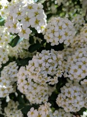 white flowers