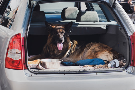 Beautiful German Shepherd Sitting In The Trunk Of A Car With Opened Mouth. Dog Shows Tongue. Trip With Dog. On The Way To The Vet.