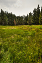 Tall grass meadow in the foreground with tall treeline in the background © Chris Anderson 