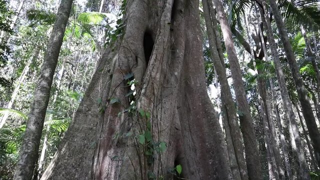 Trunk of strangler fig tree in Australian rainforest