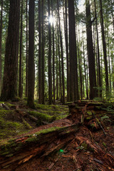 Tall trees and a decaying redwood log in the foreground and the sun shining between trees in the Hoh Rain Forest