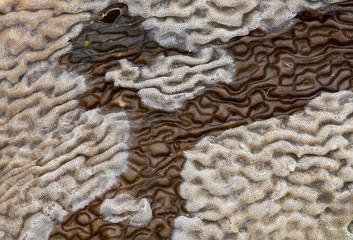 Kelp Macro 