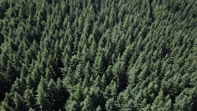 Aerial top view of pine green trees in Madeira island forest.