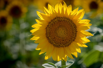 Sunflower fields in Colorado near Denver International Airport