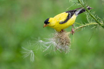 Goldfinch on Thistle