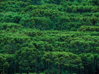 Araucaria forest